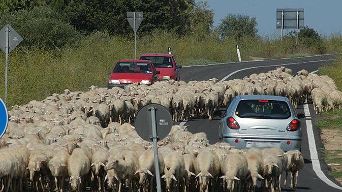Un gregge di pecore per strada