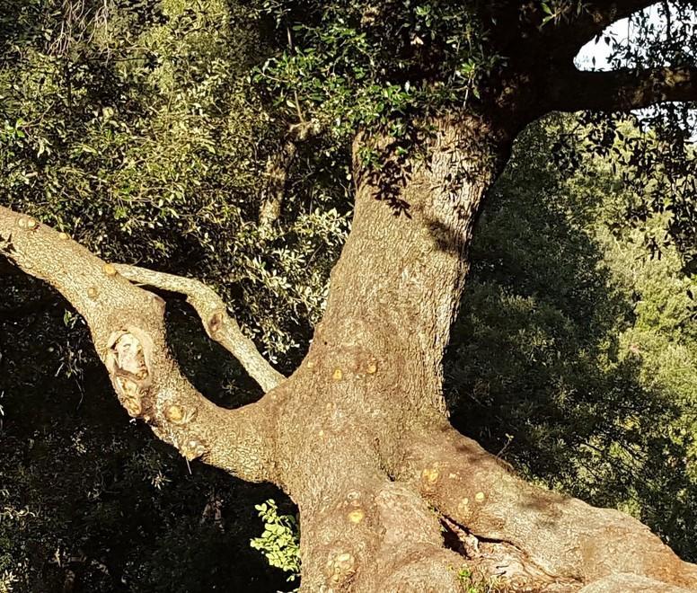 Alla scoperta delle piante