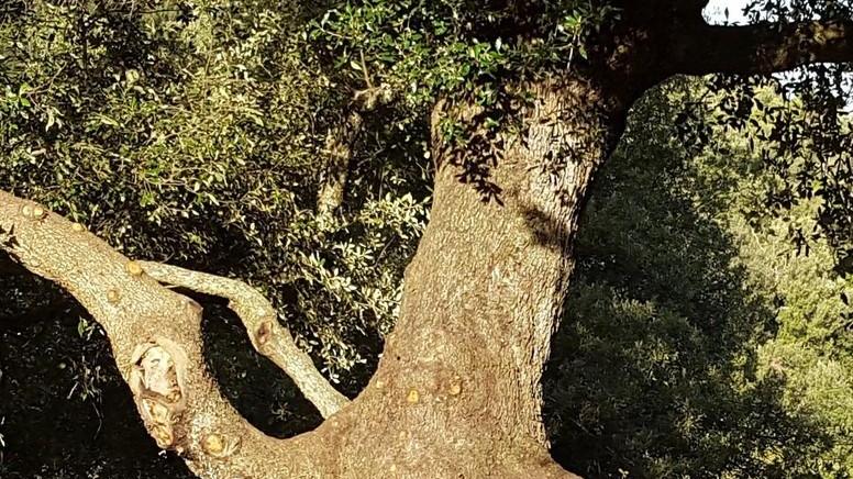 Alla scoperta delle piante