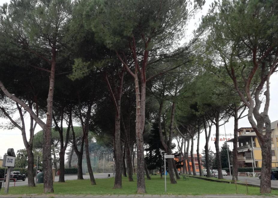 La pineta in zona Gritta Parlanti, piantata 35 anni fa dai residenti nel quartiere