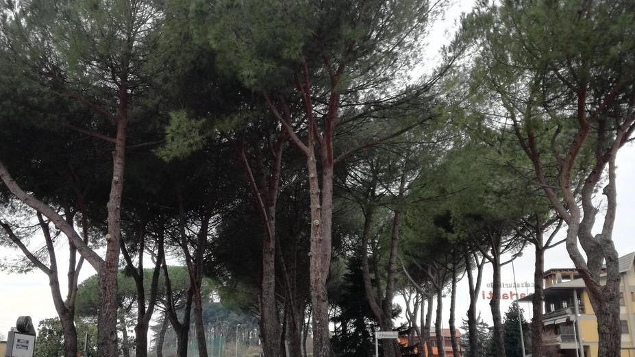 La pineta in zona Gritta Parlanti, piantata 35 anni fa dai residenti nel quartiere
