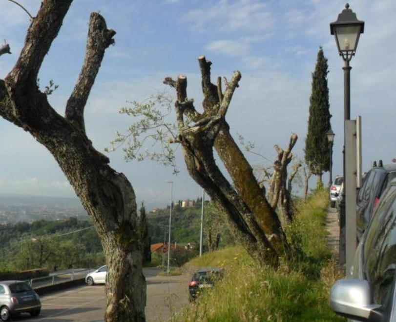 Potature agli alberi, possibili disagi per gli automobilisti