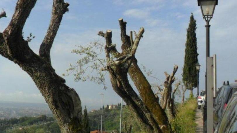 Potature agli alberi, possibili disagi per gli automobilisti