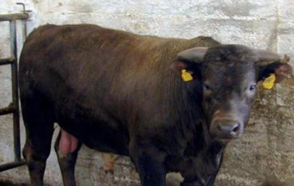 Alghero, toro semina il panico sulla 127 bis 