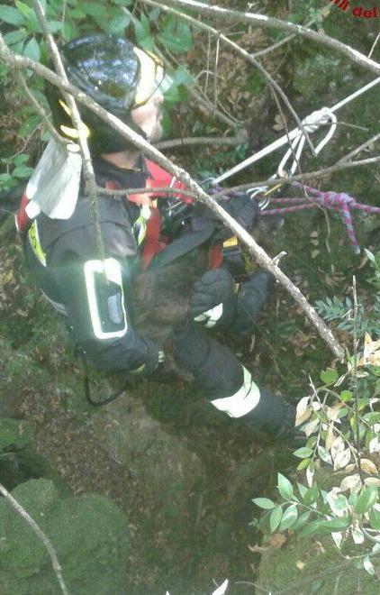 Cane salvato dai vigili del fuoco 