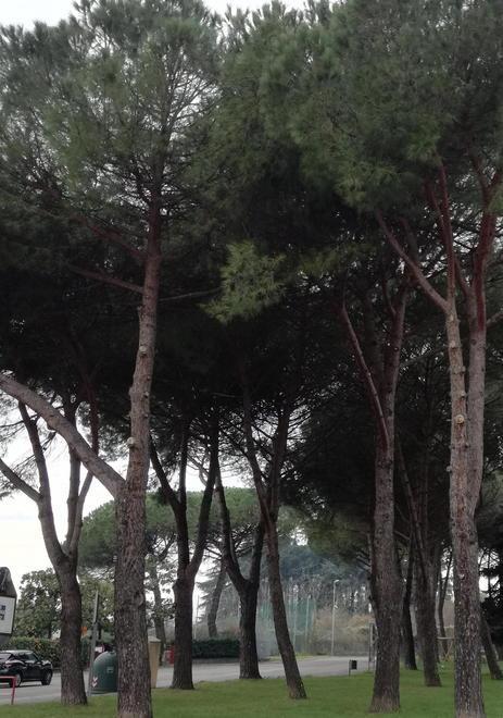 Destino segnato per la piccola pineta «Alberi a rischio» 