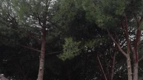 Destino segnato per la piccola pineta «Alberi a rischio»