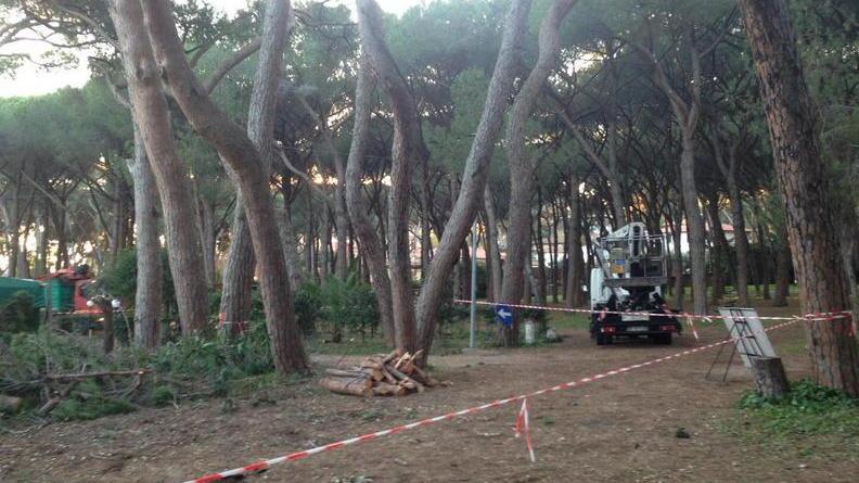 Tennis club, giù sei pini poi il via ai cantieri