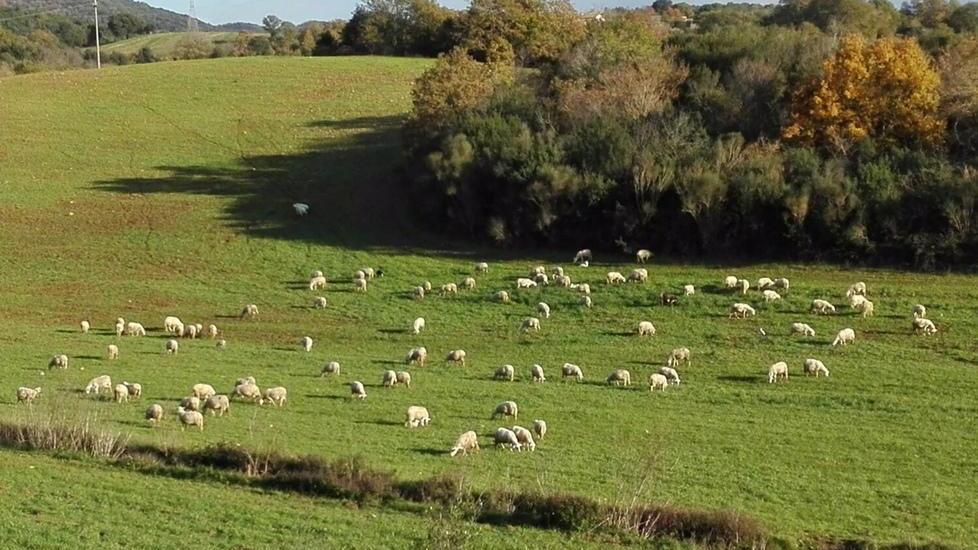 «Altro che lupi: anche i cani sono guai»