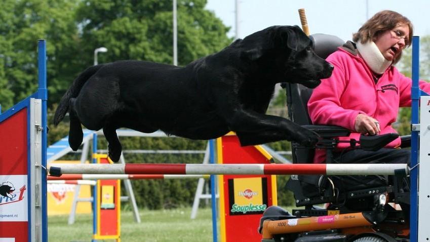 Paragility: ventidue cani promossi a pieni voti