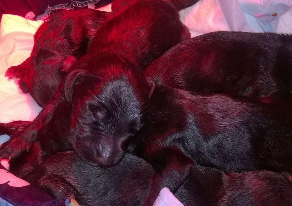 Getta 7 cuccioli nei rifiuti Uno muore, salvi gli altri 