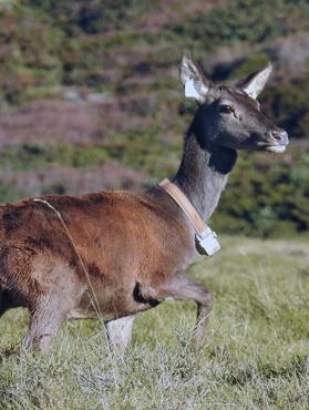 Altri cinque cervi trasferiti dalla Sardegna alla Corsica 