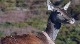 Altri cinque cervi trasferiti dalla Sardegna alla Corsica