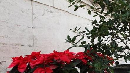 Tornano le stelle di Natale per la lotta alle leucemie