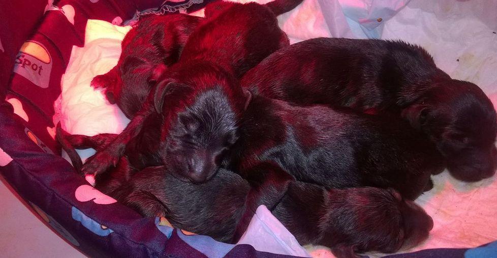 Cuccioli nei rifiuti, morti altri tre 