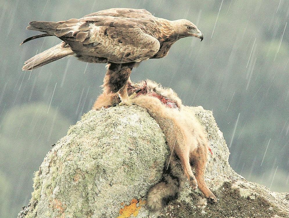 L'aquila e la volpe (foto Daniele Lorrai)