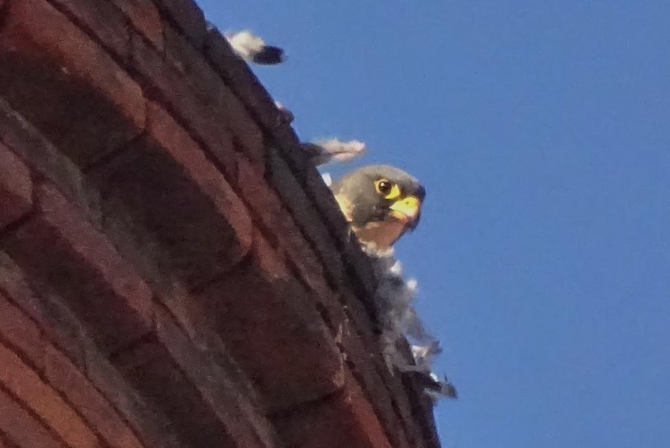 Il falco pellegrino pranza sopra l’antica ciminiera 