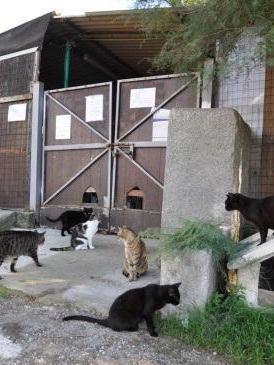 Oggi la colletta alimentare a favore del gattile
