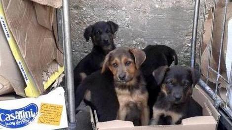 Troppi cani abbandonati In campo le associazioni
