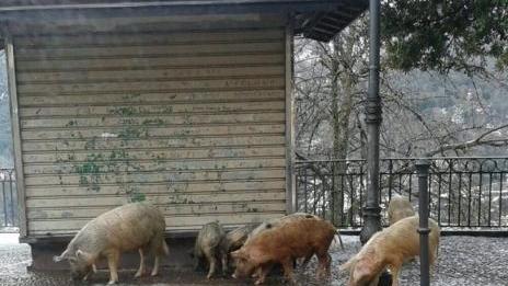 La peste suina si combatte anche a tavola e nelle sagre