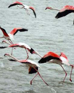 In difesa dell’habitat e degli uccelli 