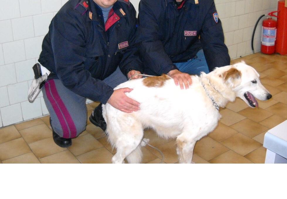 La polizia è intervenuta sabato pomeriggio a Monterotondo dopo che un cacciatore aveva minacciato di sparare a un cane (foto d'archivio)