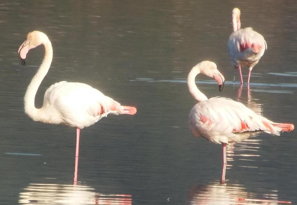 La Laguna di Orbetello stupisce con un Natale in rosa 