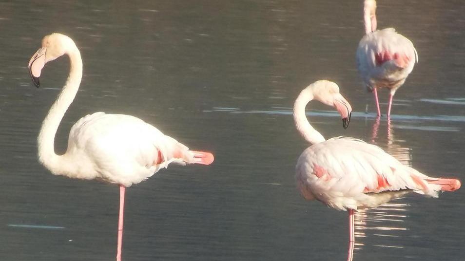La Laguna di Orbetello stupisce con un Natale in rosa