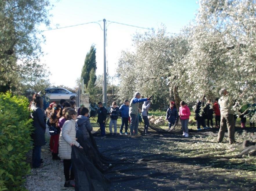 La raccolta delle olive vista dai bambini 