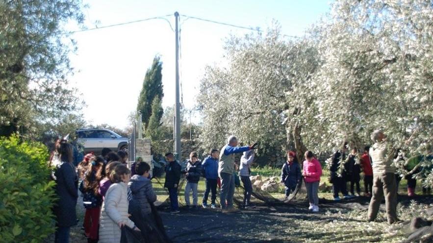 La raccolta delle olive vista dai bambini 