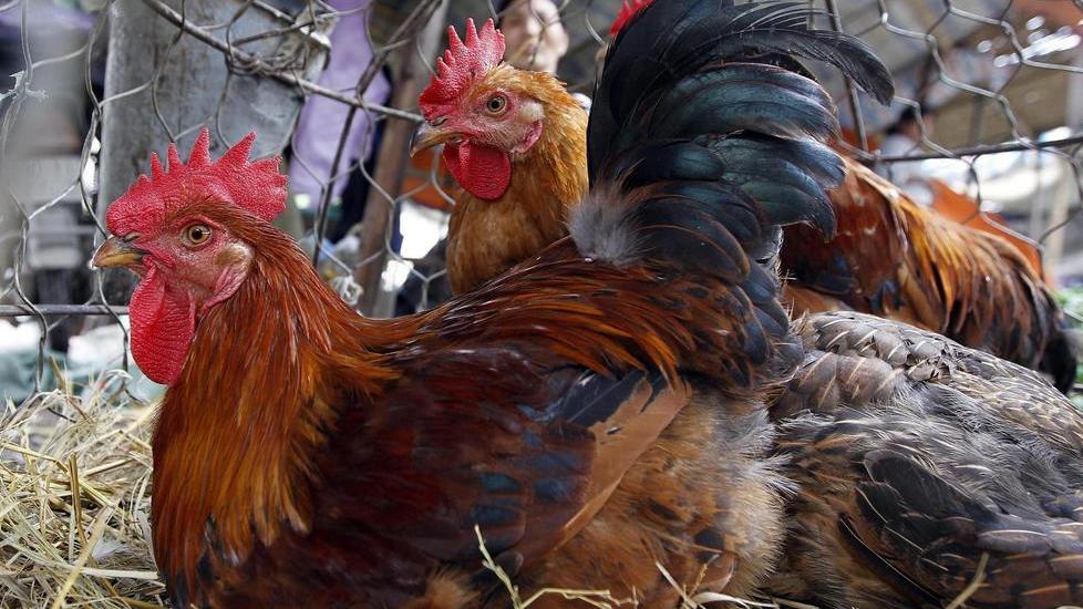 Aviaria, no focolai ma rafforzati tutti i controlli