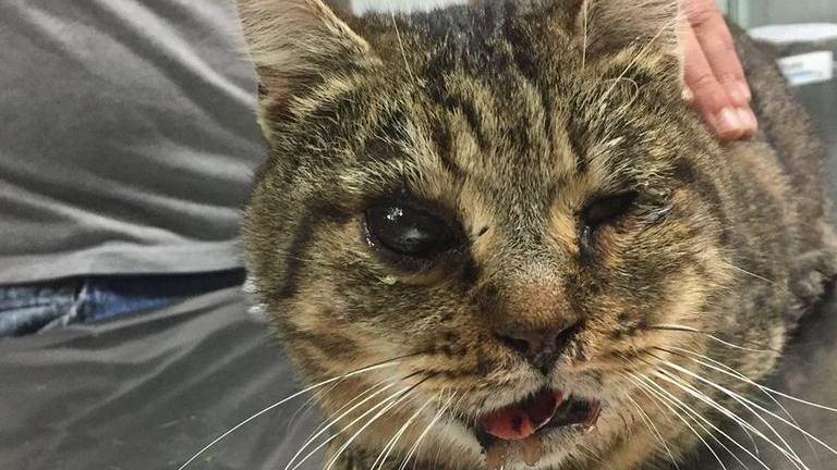Sassari, gattino ferito con un petardo in bocca 