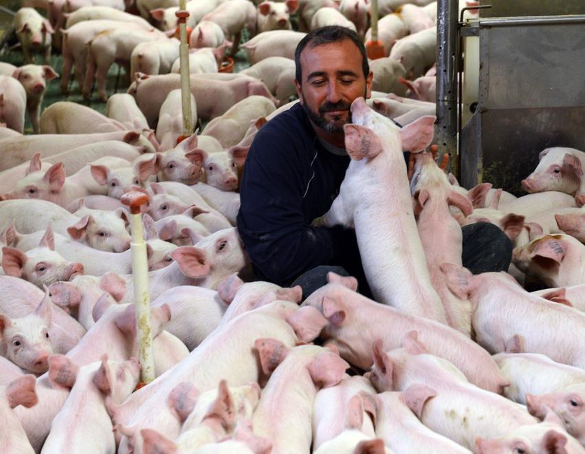 Salumi all’Omega 3 Nasce il maiale sano come il pesce 