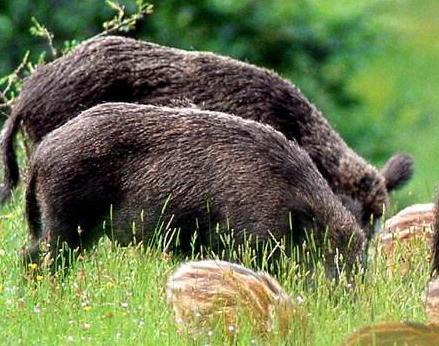 «La riserva naturale minacciata dalla caccia» 