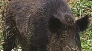 Da gennaio abbattuti 145 capi. Ma non basta