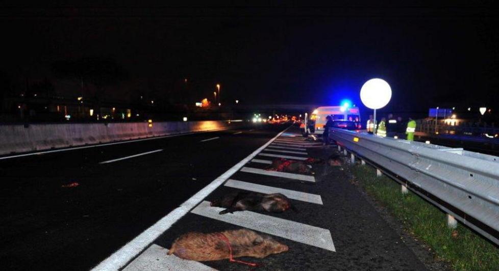 Cinghiali sull’A11: recinzione gruviera 