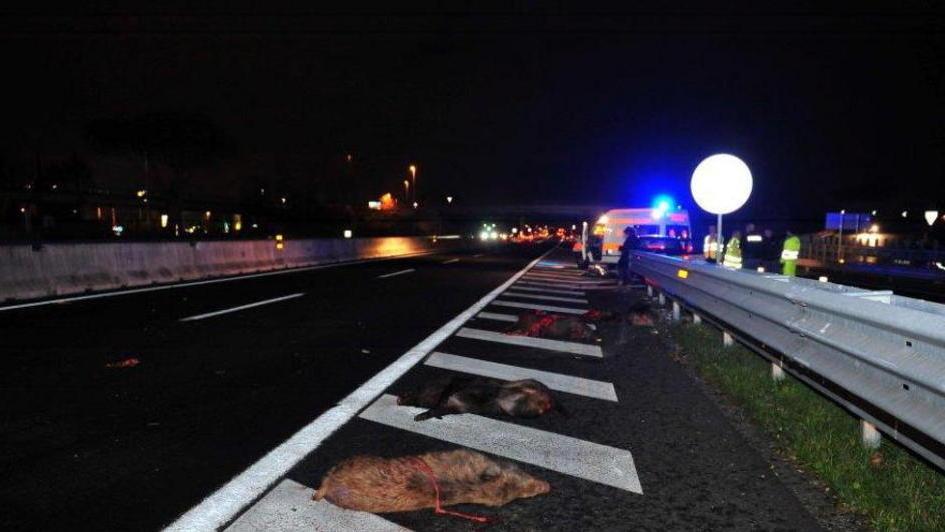 Cinghiali sull’A11: recinzione gruviera