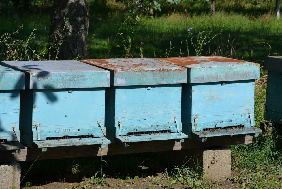 Agricoltori e apicoltori uniti per l’ambiente