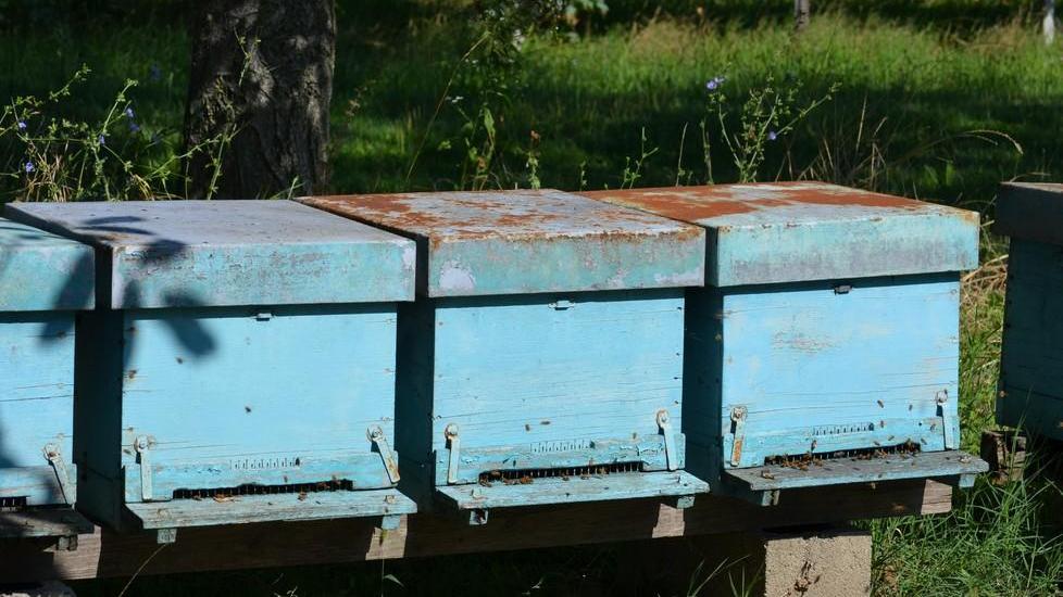 Agricoltori e apicoltori uniti per l’ambiente