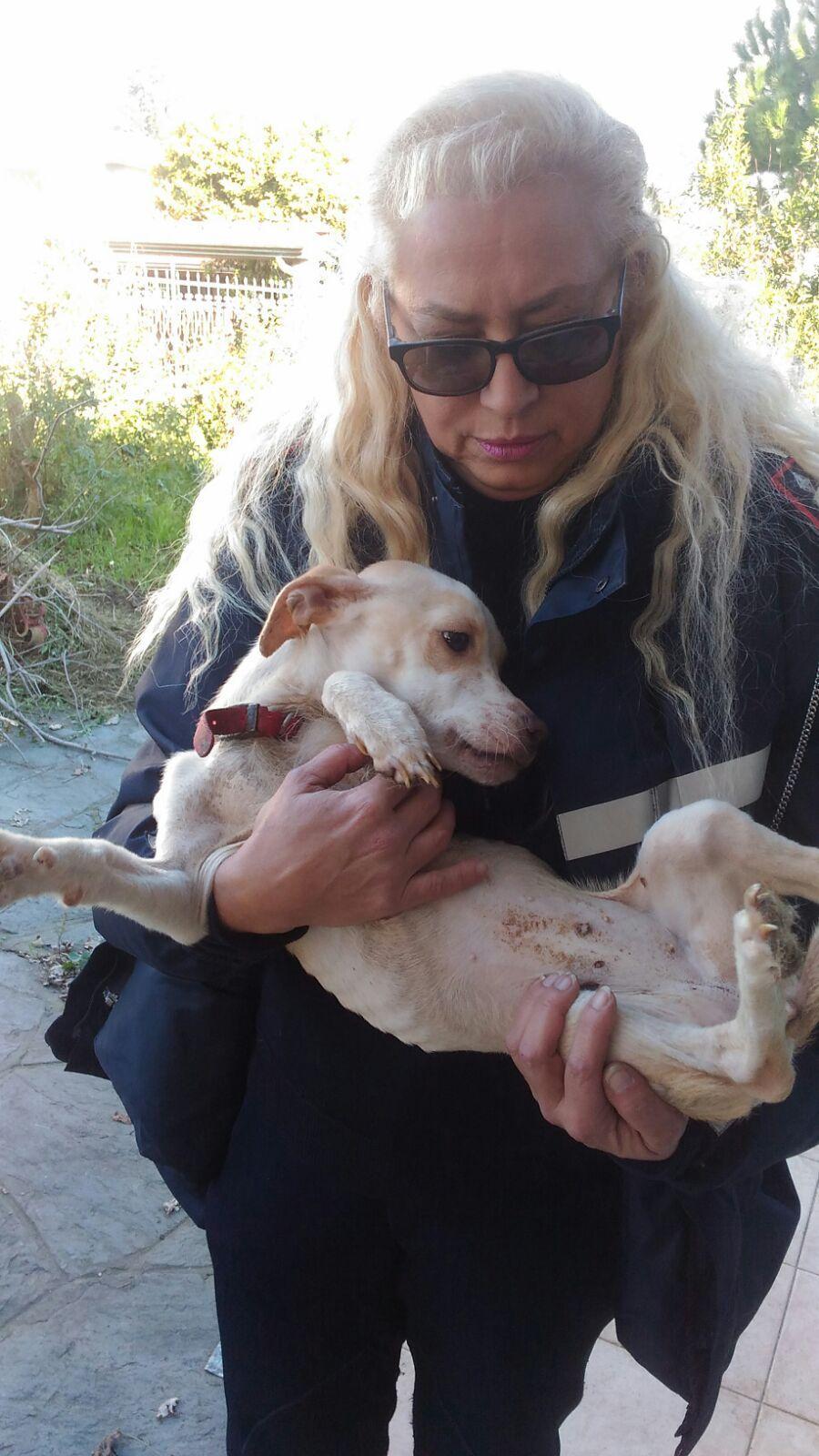 Una delle cagnoline con la volontaria della Lega del cane