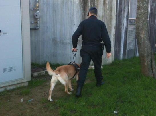 Hashish nel bagno del Fermi Controlli a scuola con i cani