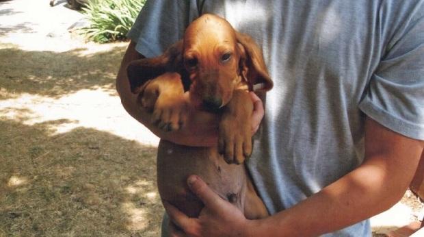 Cane sbranato dai lupi a Villa Minozzo 