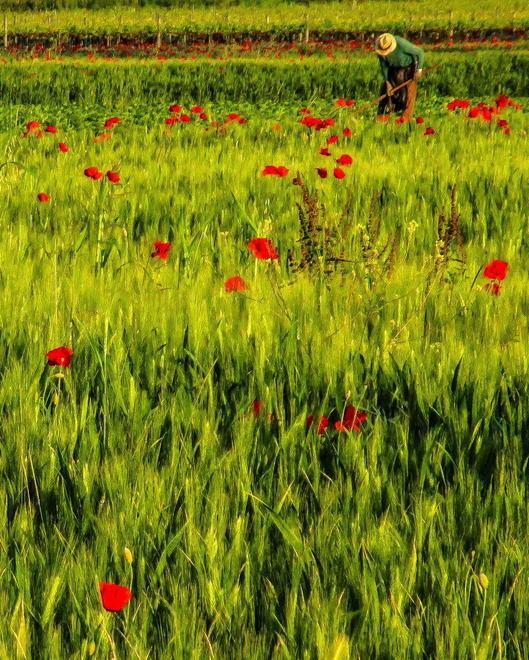 Progetti per il ritiro sfalci e la mobilità sostenibile