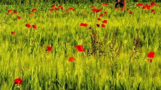 Progetti per il ritiro sfalci e la mobilità sostenibile