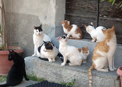 Il mistero dei gatti: 60 sono spariti 