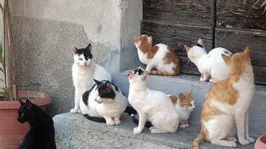 Il mistero dei gatti: 60 sono spariti