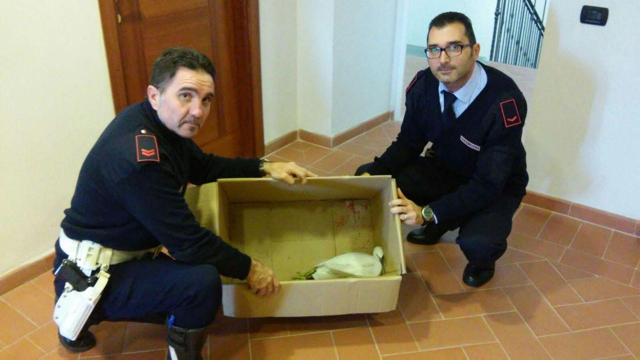 Gli agenti della Municipale salvano la garzetta