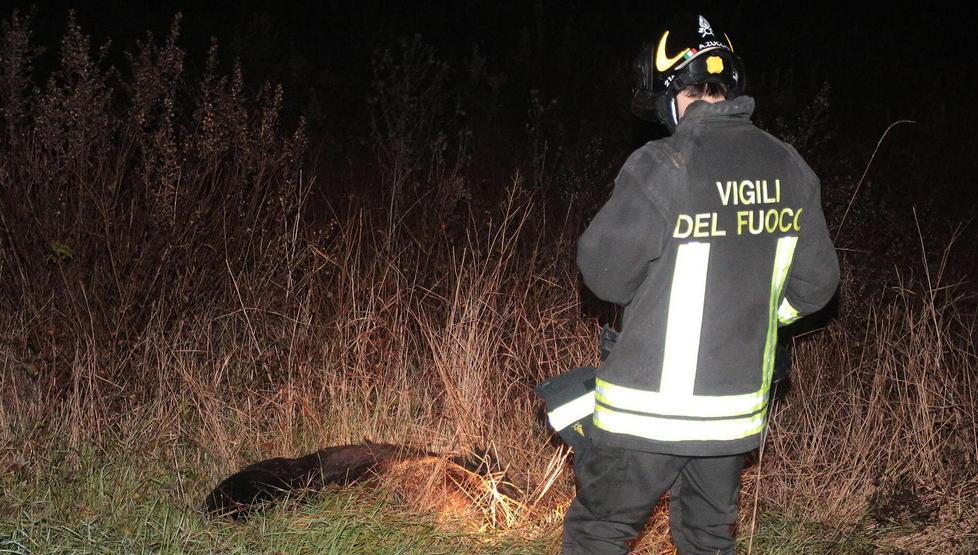 Strade invase dai cinghiali decine di incidenti, è allarme 