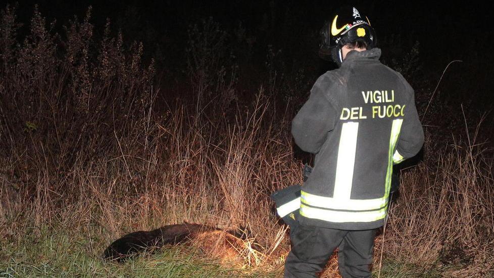 Strade invase dai cinghiali decine di incidenti, è allarme