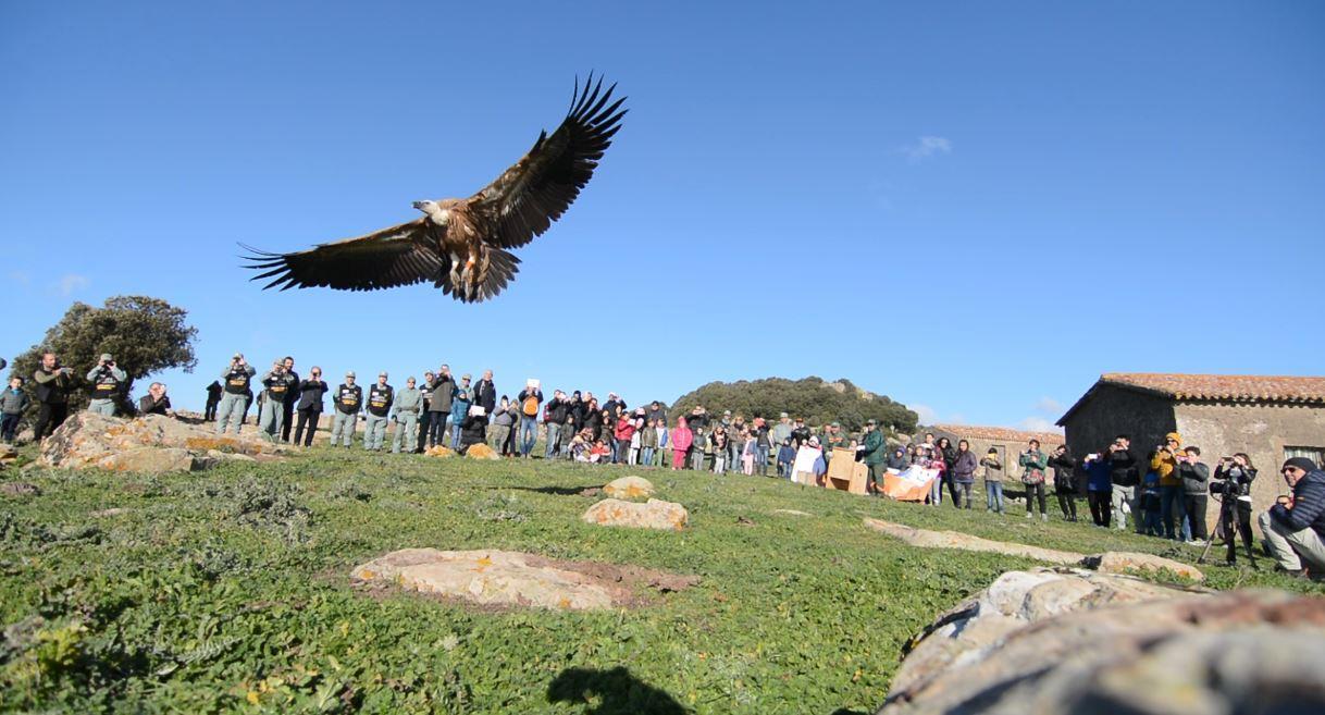 La liberazione del grifone Helmar